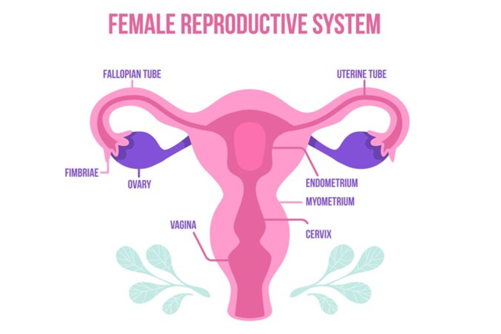 Understanding your lady parts